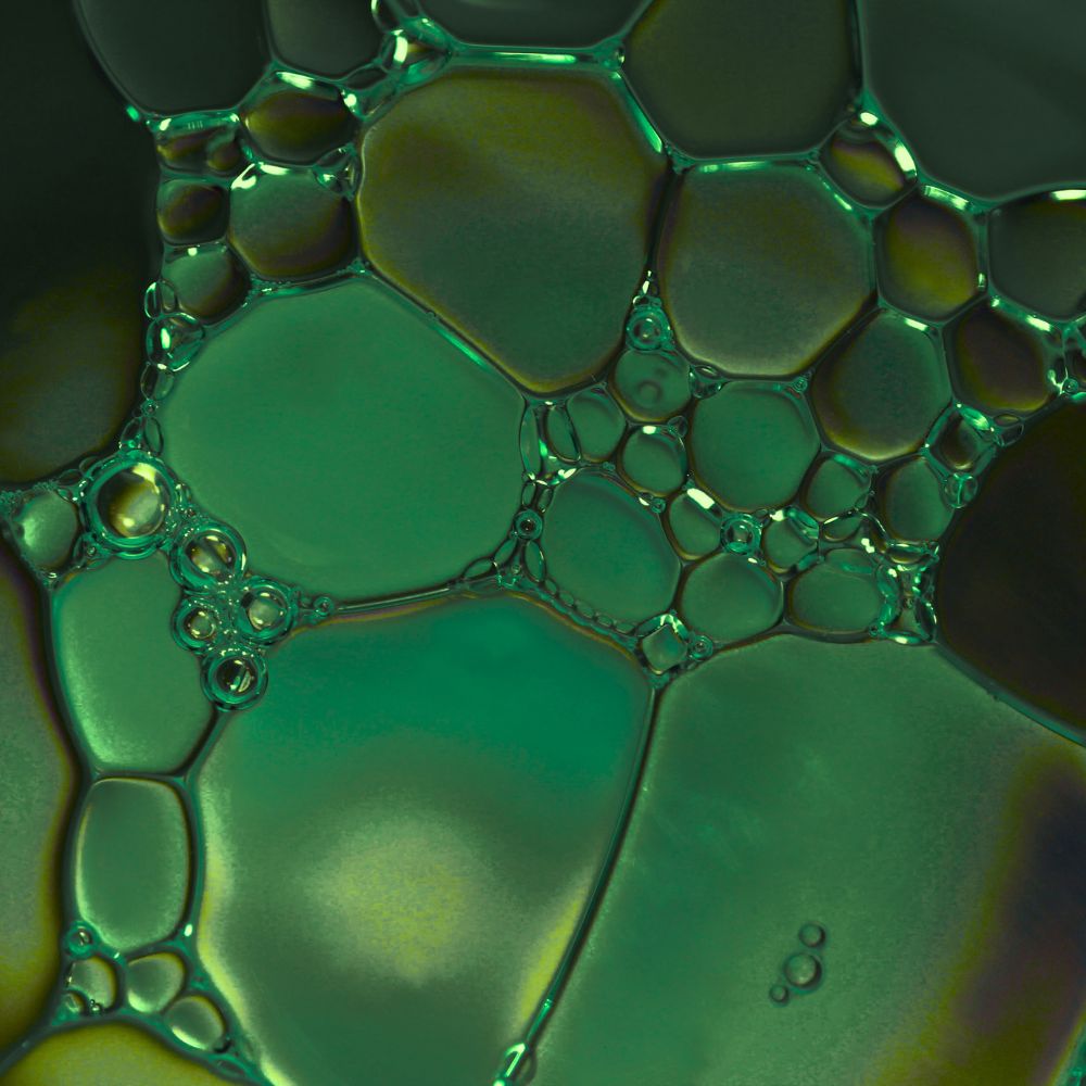 Comparative Bioavailability of DHA and EPA from Microalgal and Fish Oil in Adults