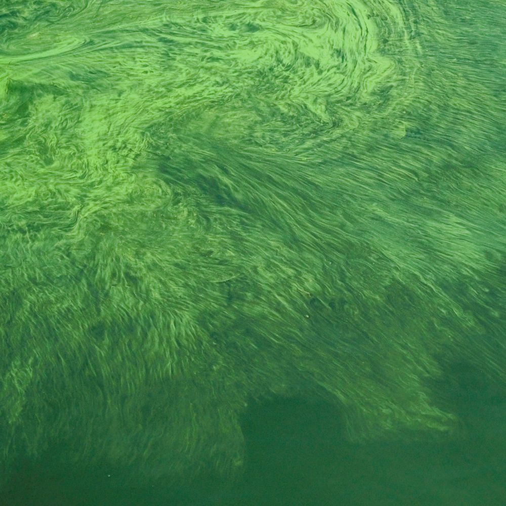 A comparative study between polar-lipid rich oil from the microalgae Nannochloropsis oculata and krill oil